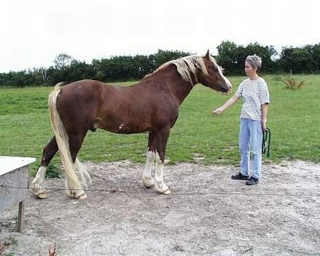 Welsh Cob (sec D) Sulkendrupgårds Lady Mira - Mira´s far:  Crecendo Cicero billede 13