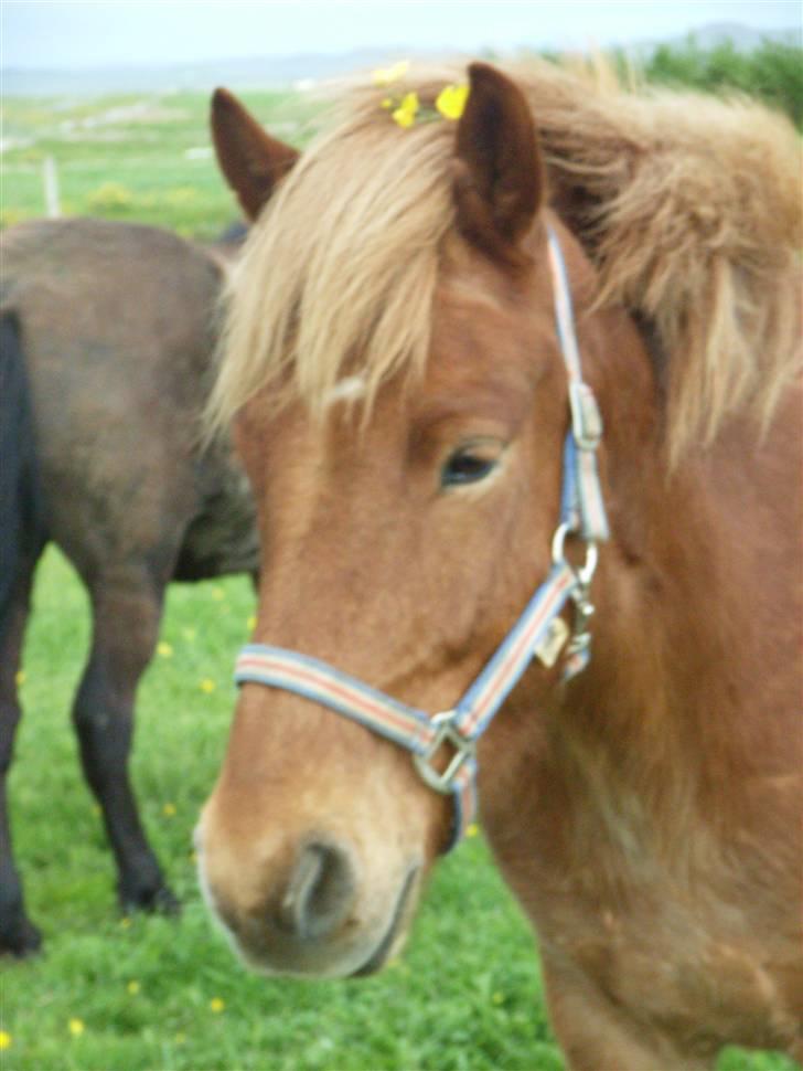 Islænder Stjarni fra Ólafssvöllum - Her har vi saa min Stjarni med blomst paa smiler^^ Nanna fotograf sommer ´07 billede 13