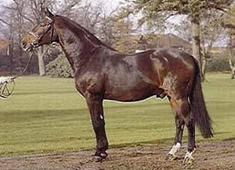 Dansk Varmblod May Julaga R.I.P - May julaga´s far billede 16