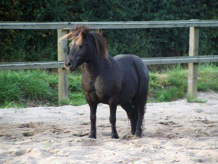 Shetlænder Elvis - d. 28/08-09 Efter løsspringning :) billede 12