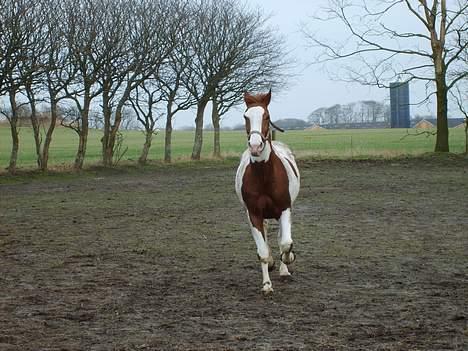 Pinto Lusk **solgt** - Fuld trav billede 3