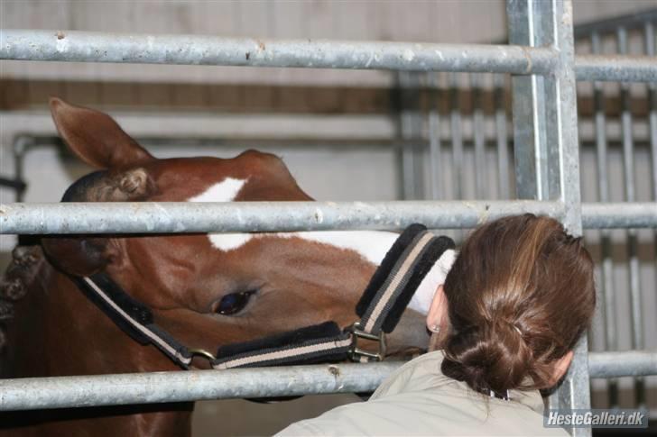 DSP Alcoy Kærlund SOLGT - Et lille mys ;P  billede 9