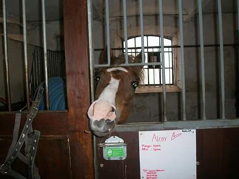 DSP Alcoy Kærlund SOLGT billede 10