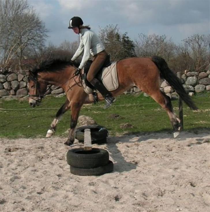 New Forest Strandagers Marchal - fik lige moder til at tage billeder. 11 marts billede 5