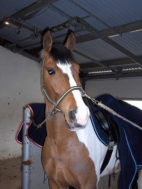 Pinto Lamborghini * SOLGT* billede 5