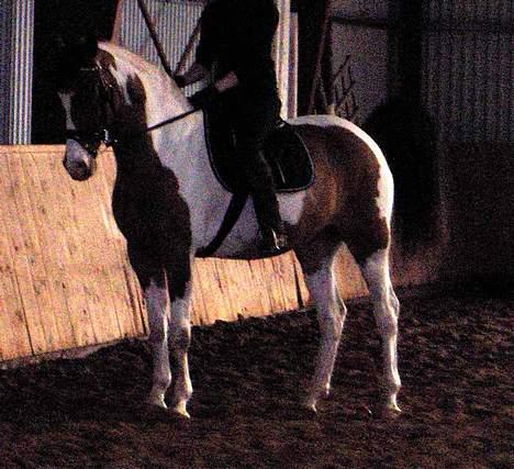 Pinto Lamborghini * SOLGT* billede 6