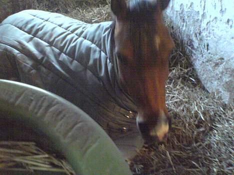Welsh Pony (sec B) Chico "SOLGT" - Lige en lille hyggelur. billede 20