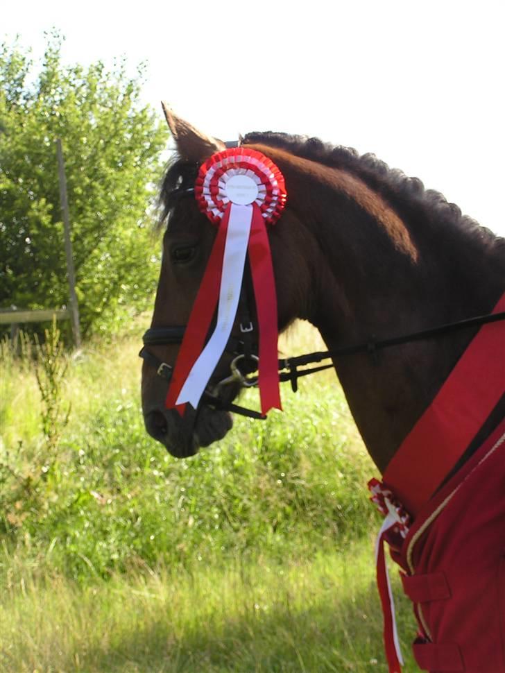 Tysk Sportspony Magic   - Distrikt mester 2007:D profil billed af Guffe billede 14