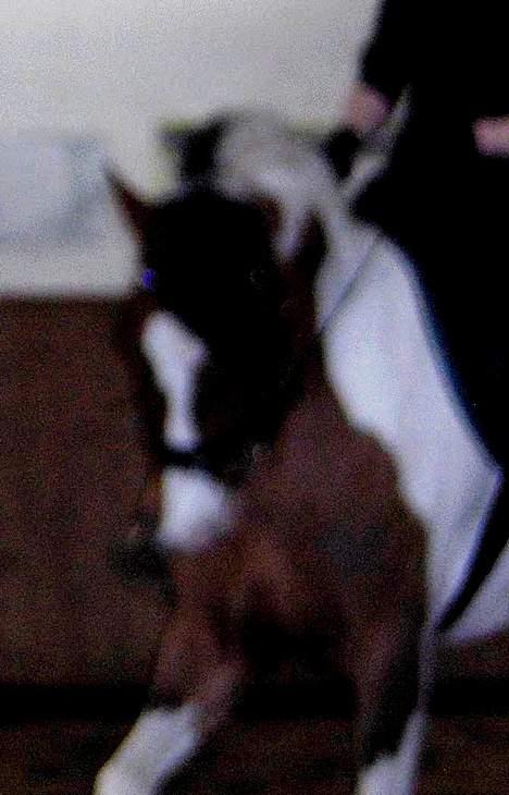 Pinto Lamborghini * SOLGT* billede 8