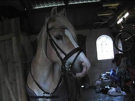 Haflinger Felix - Felix i stalden billede 6