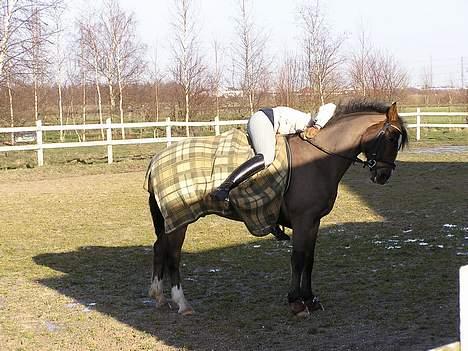 Tysk Sportspony Magic   - nå nu var vi færdige med at tage billeder så må jeg jo heller gå selvom mor spænder gjor billede 17