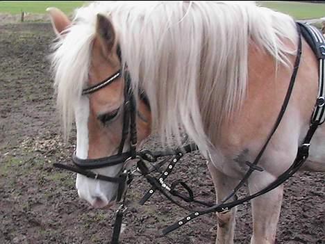 Haflinger Felix - felixs billede 7