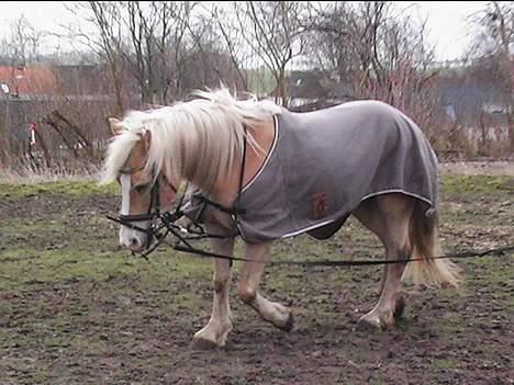 Haflinger Felix - i longen billede 8