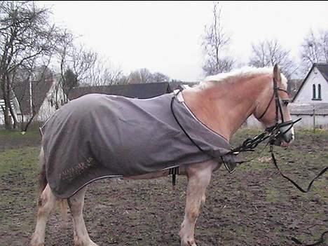 Haflinger Felix billede 9