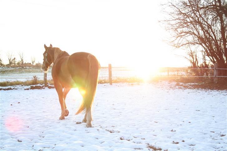 Frederiksborg Engkildegårds Asmun - Asmun i WinterWonder-Land billede 17