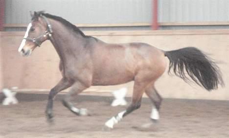 Hollandsk Varmblod Tornado SOLGT - Galop <3 billede 19