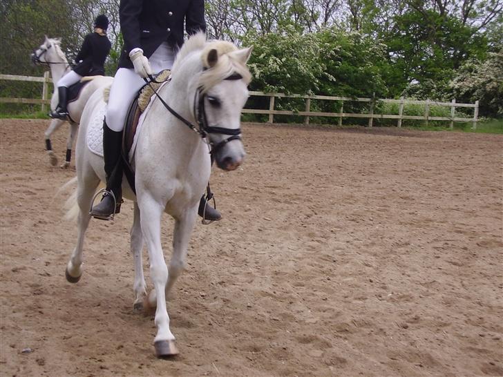 Welsh Partbred (Sec F) Emdegårdens Herculessolgt - #15 Hercules & mig billede 15