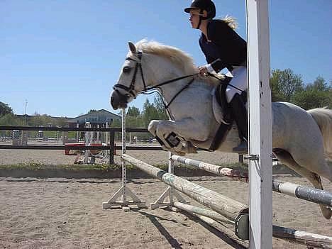 Welsh Partbred (Sec F) Emdegårdens Herculessolgt - #16 Hercules & mig, opvarmningsspring. billede 16