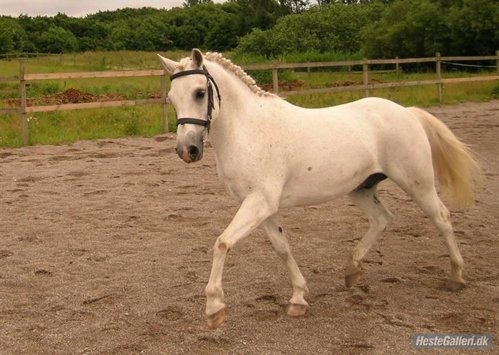 Welsh Partbred (Sec F) Emdegårdens Herculessolgt - #17 Smukke smukke hercules <33 :D  billede 17