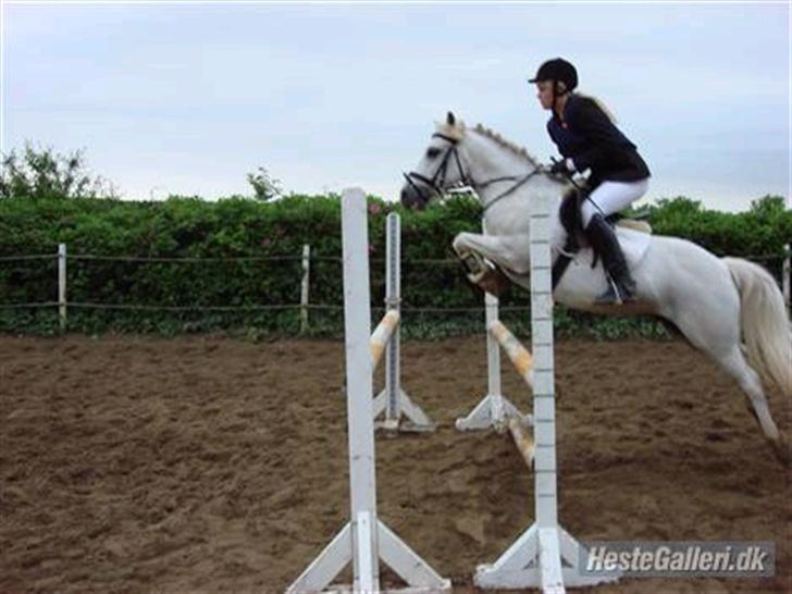 Welsh Partbred (Sec F) Emdegårdens Herculessolgt - #19 Hercules & mig der springer. opvarmining (; 1 m .  billede 19