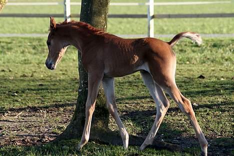 Arabisk fuldblod (OX) WML Jeenah Al Hawah - WML Jeenah Al Hawah 12 dage gammel. billede 13