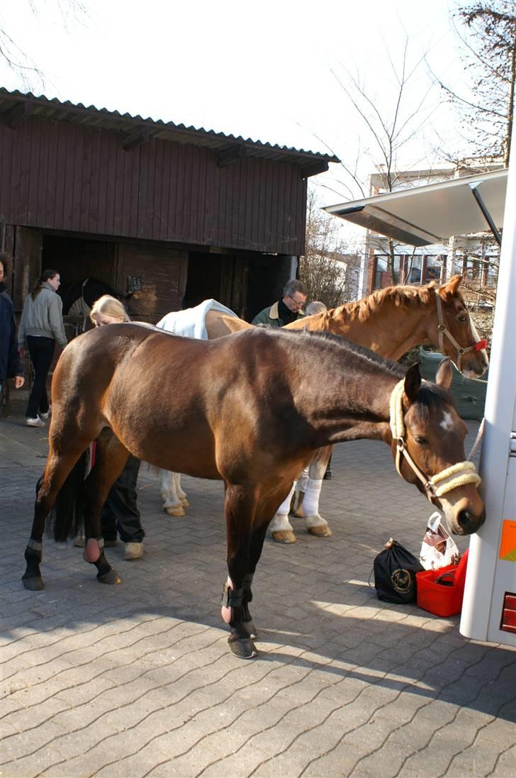 DSP Gloria Søblink - Til stævne i Svendborg. Gloria hviler sig ved transporteren :) billede 7