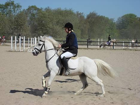 Welsh Partbred (Sec F) Emdegårdens Herculessolgt - til stævne (: - tag jer ikke af mig ved godt det ser underligt ud men gal den pony havde sku afskup den dag :D billede 14