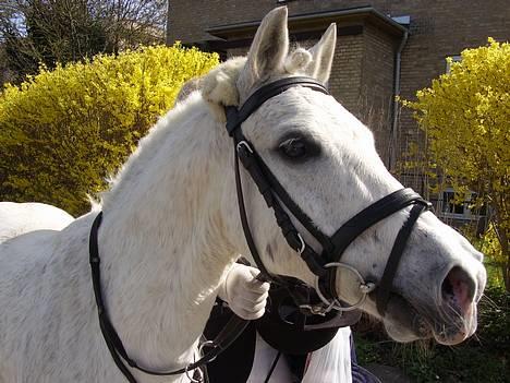 Welsh Partbred (Sec F) Emdegårdens Herculessolgt - vrinsker :D billede 15