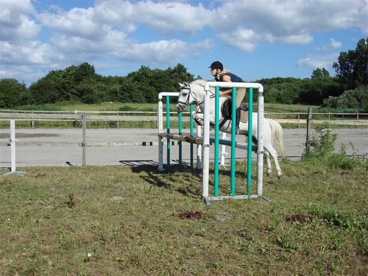 Welsh Partbred (Sec F) Emdegårdens Herculessolgt - springer 1 meter bredt og 1 meter højt :b - mig og hercules billede 16