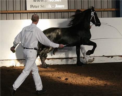 Frieser Meine vb Ster billede 19