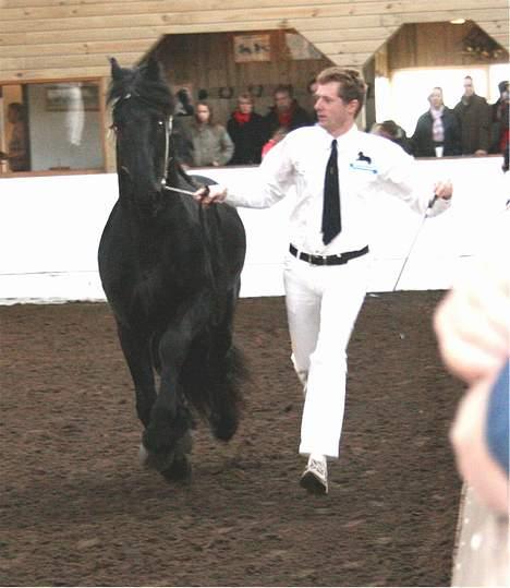 Frieser Meine vb Ster billede 20