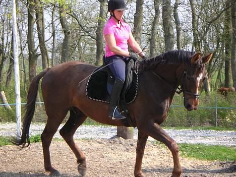 Dansk Varmblod Shepin-død - Shepin billede 1