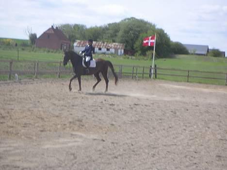 Dansk Varmblod Shepin-død - Shepin billede 2