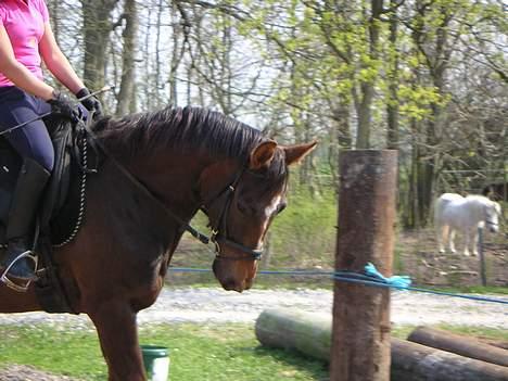 Dansk Varmblod Shepin-død - Shepin billede 3