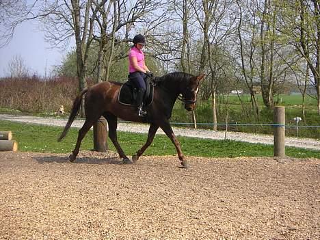 Dansk Varmblod Shepin-død - Shepin billede 4