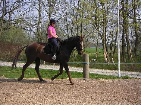 Dansk Varmblod Shepin-død - Shepin billede 5