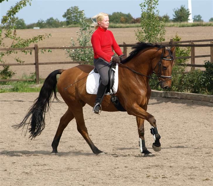 Dansk Varmblod Canut-B SOLGT - D.19 sep 2008 billede 8