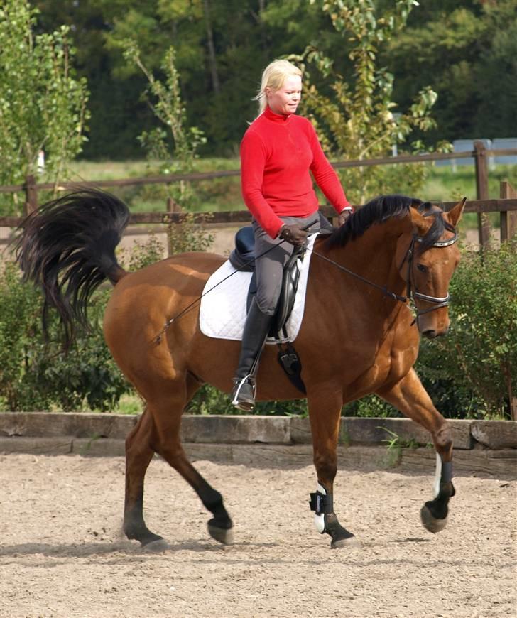 Dansk Varmblod Canut-B SOLGT - D.19 sep 2008 billede 9