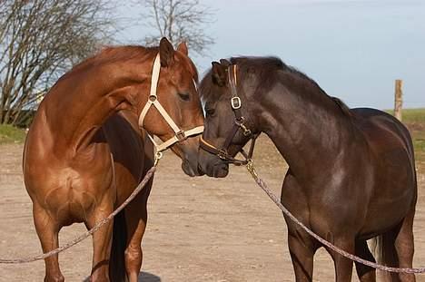DSP Sønderlunds Parleur  - Parleur og Tequila - dejligt billede at de to heste med stor betydning. Parleur intet er fuldendt uden dig :´( billede 4