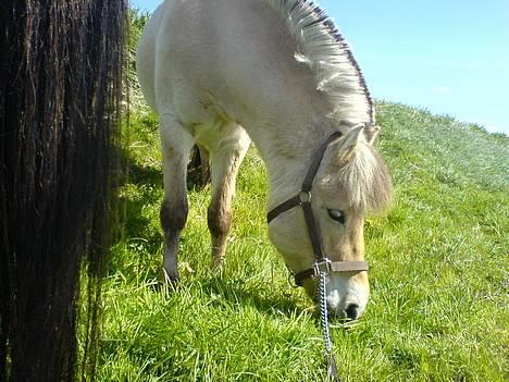 Fjordhest bonni - bonni ude at ride billede 3