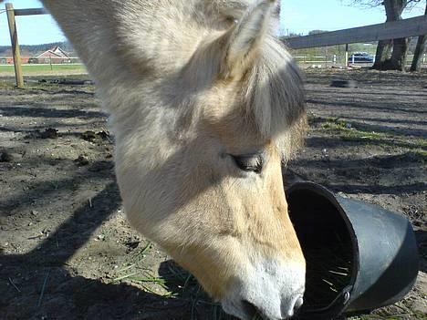 Fjordhest bonni - bonni billede 4