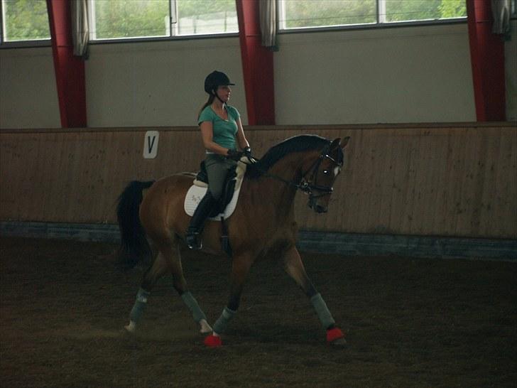 Dansk Varmblod Nørskovs Fairydust - DH billede 10