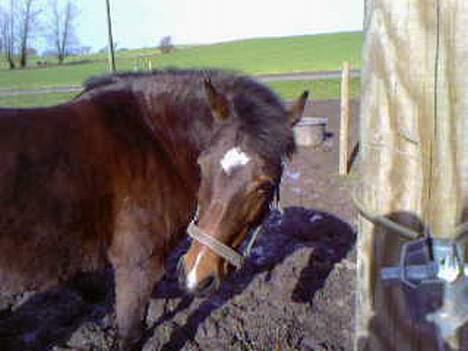 Anden særlig race Fiona*SOLGT* - mudder fold øv bøv heh!<3 billede 10