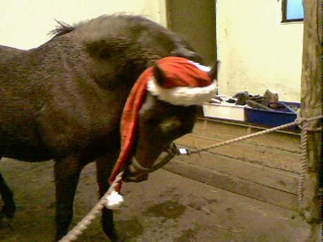 Anden særlig race Fiona*SOLGT* - Gad vide hva det er der er på mit hovede .. jeg tror det er en nissehue? billede 13