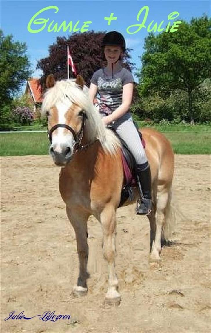 Haflinger Apache (Gumle) - Aflivet  - "nyt" Ud og ride . Julie og Gumle billede 12