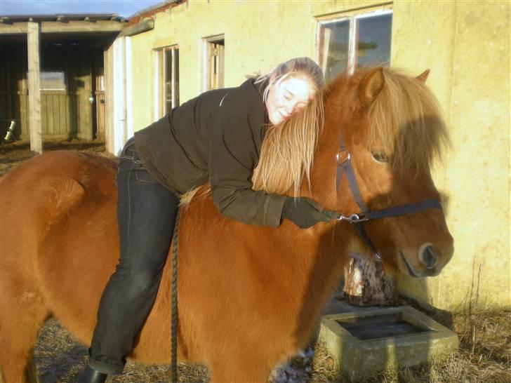 Islænder Andvari fra Nylund - En tyk lille hest med en tyk lille ejer, hehe - men vi kan li det :P billede 7