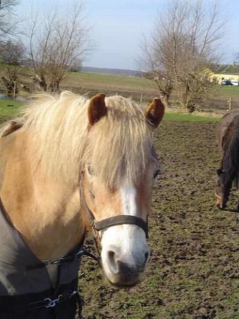 Haflinger Apache (Gumle) - Aflivet  - Gumle på fold syg og sløj som han var <3 med en hovbyld som vi ikke vidste var der ;( billede 16