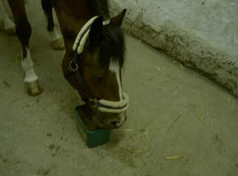 Belgisk Sportspony Filou van de delthoeve - Det bedste han ved af sliiik :b  billede 12