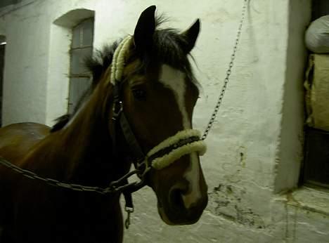 Belgisk Sportspony Filou van de delthoeve - årh, hvor er han bare dejlig. <33 billede 13