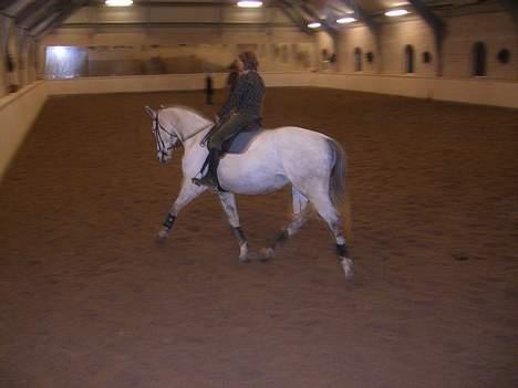 Dansk Varmblod Vennelunds Nala *R.I.P* - mor er til undervisning ved Laila Bilstrup.. FOTO: Line billede 17